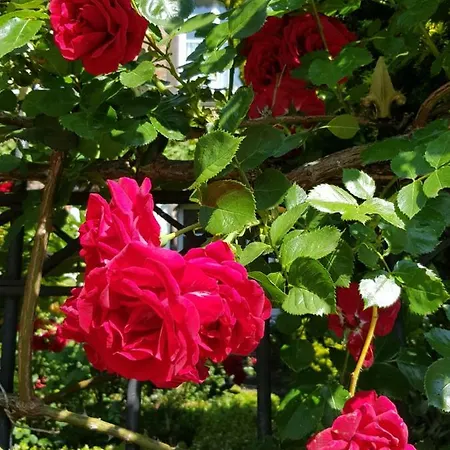 Haus Mosel * Klotten