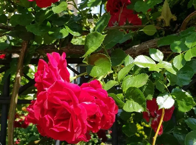 Haus Mosel * Klotten